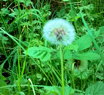 dandilion bloom gone to seed