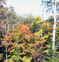 fall colours just starting to appear in early September