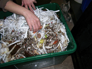 worm composting bin with compost