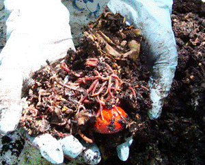 worms are busy, but they haven't finished composting yet